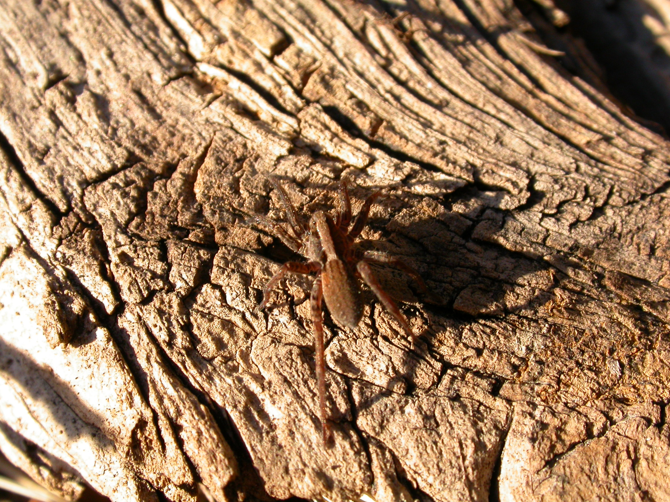 Kurt Örümceği - Pardosa sp.